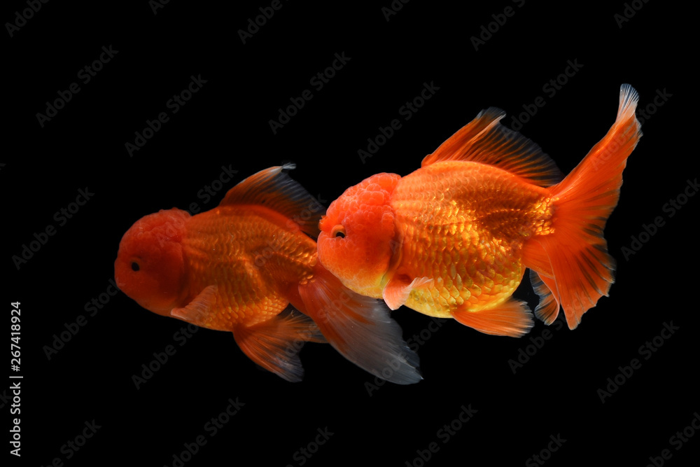 Carassius auratus goldfish Black background Carassius auratus goldfish Black background
