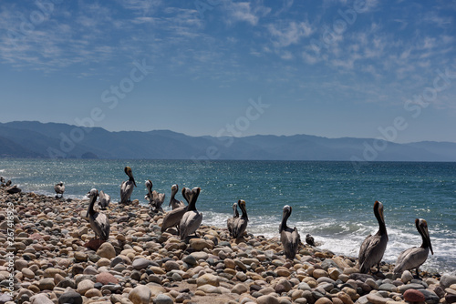 Pod of Brown Pelicans resting on smooth rocks on the Pacific ocean beach Puerto Vallarta