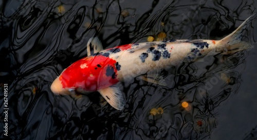 Japanese golden carps and koi fishes in the pond photo