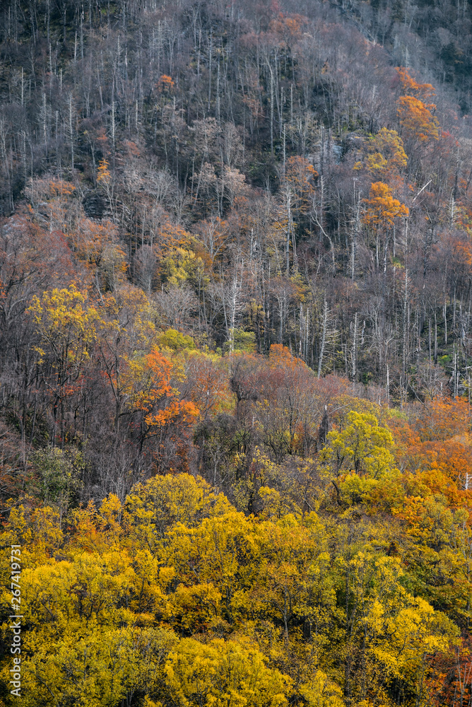 Fall View in Great Smoky Mountains National Park on the Border of Tennessee and North Carolina  