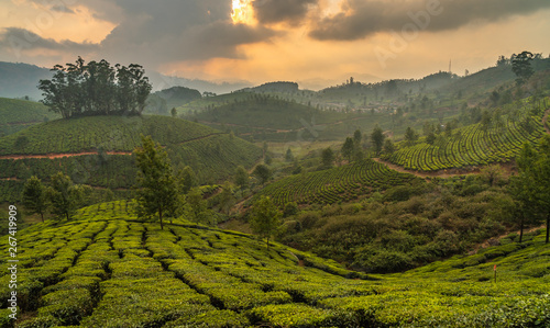 munnar tea plantation at sunset kerala india green