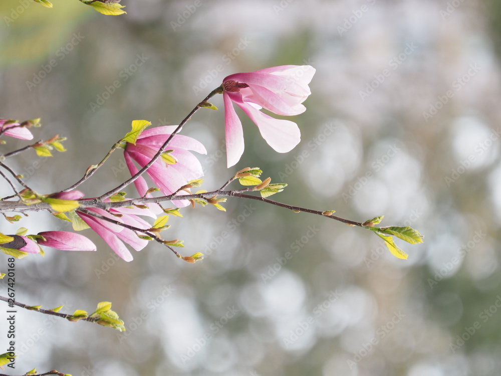 Magnolia blooms