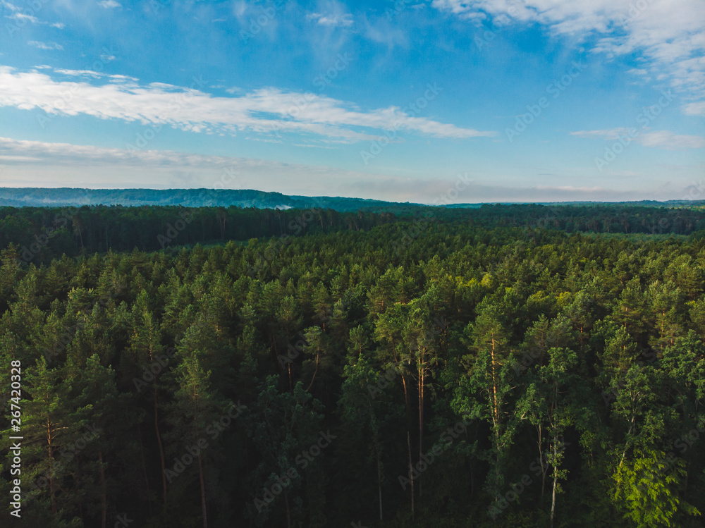 aerial view of forest. landscape. summer time