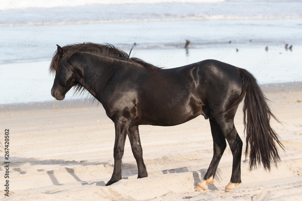 Wild Horses on the Northern End of the Outer Banks on the Beach at Corolla North Carolina Wild Horses on the Northern End of the Outer Banks on the Beach at Corolla North Carolina