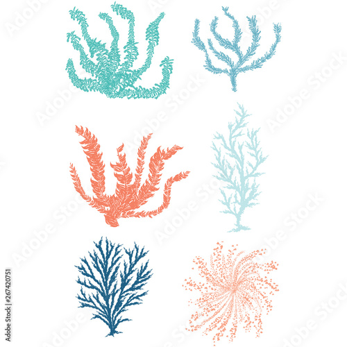 Cute underwater seaweed cartoon vector illustration motif set. Hand drawn isolated coral reef elements clipart for nautical oceanology blog, WORD graphic, undersea web buttons.