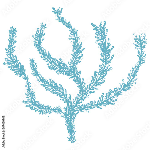 Cute blue underwater seaweed cartoon vector illustration motif set. Hand drawn isolated coral reef elements clipart for nautical oceanology blog, plant graphic, undersea web buttons.