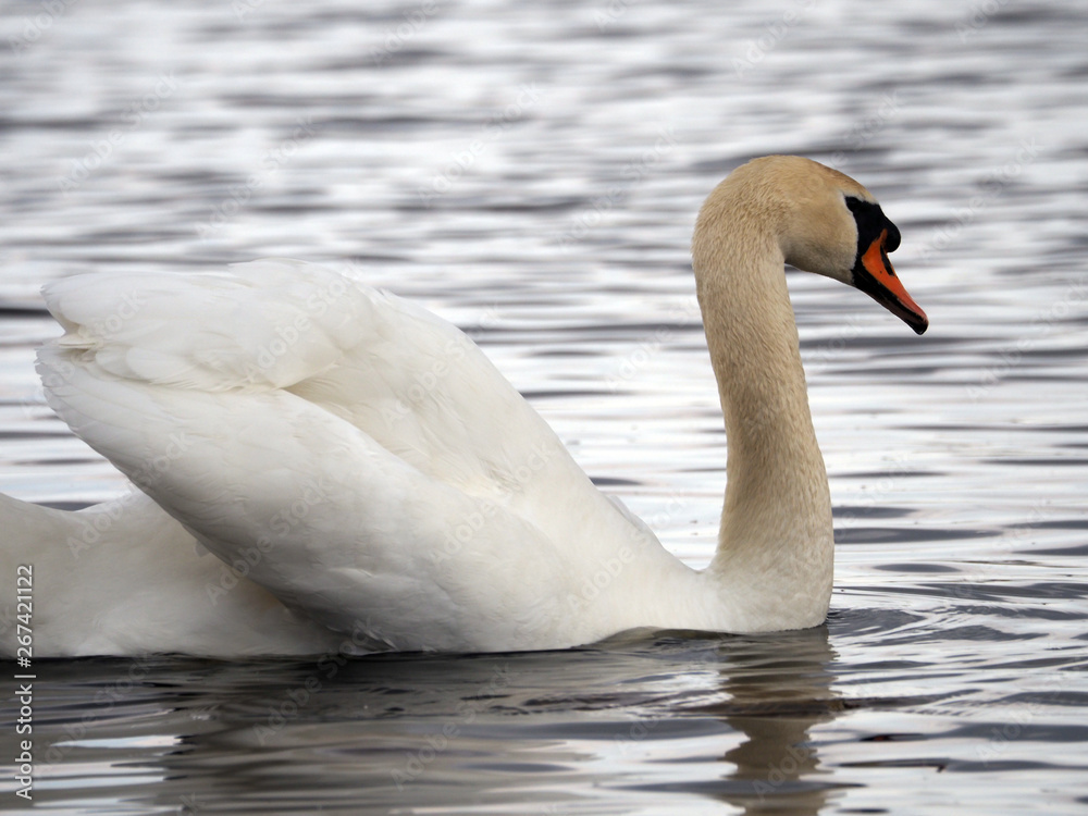 Naklejka premium A white swan is flying in the water. 
