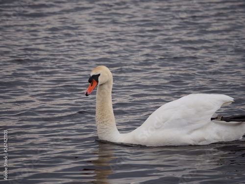 A white swan is flying in the water. 