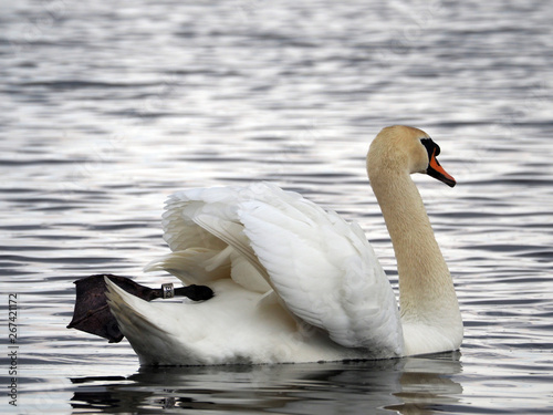 A white swan is flying in the water. 