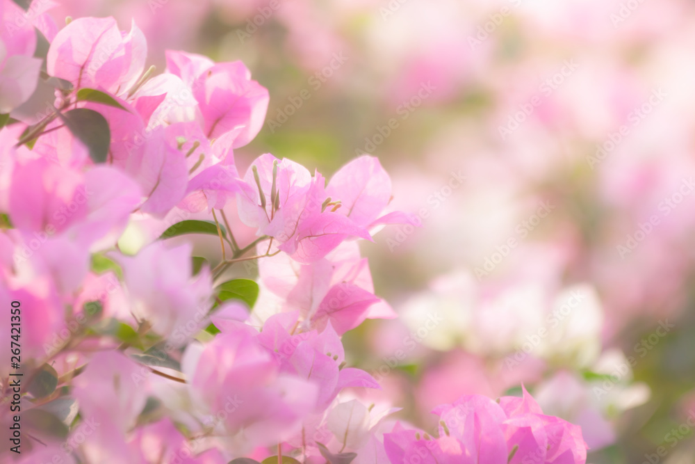 Pink bougainvillea flowers blooming with blurred background
