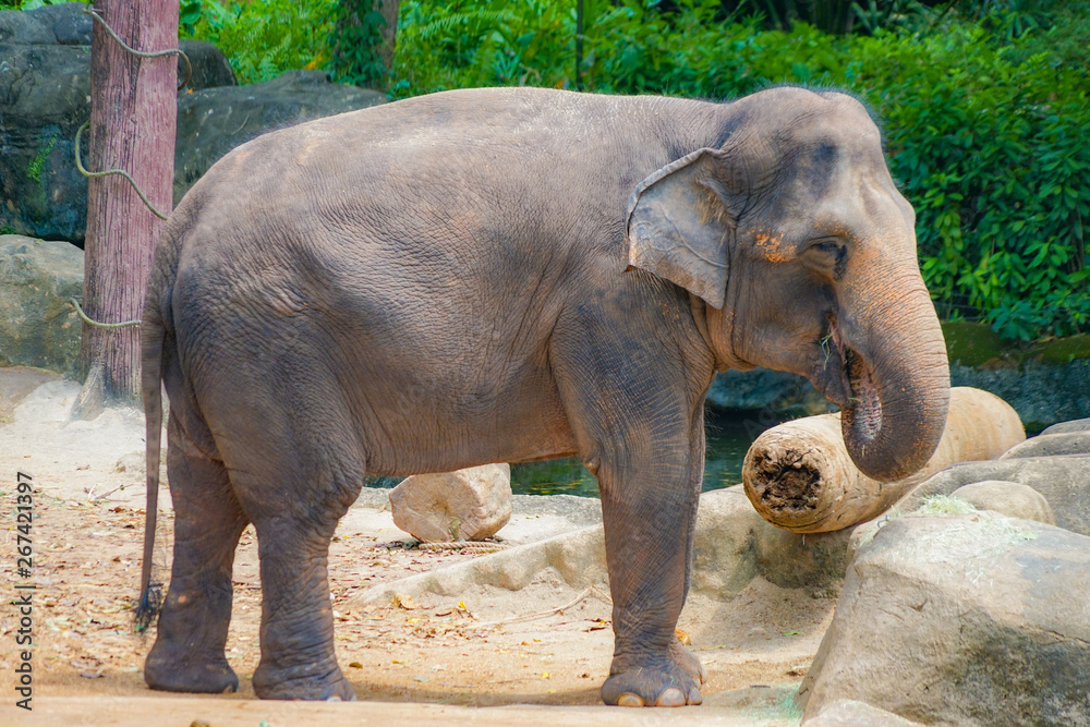 Fototapeta premium シンガポール動物園の象