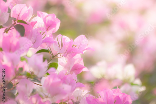 Pink bougainvillea flowers blooming with blurred background © voranat