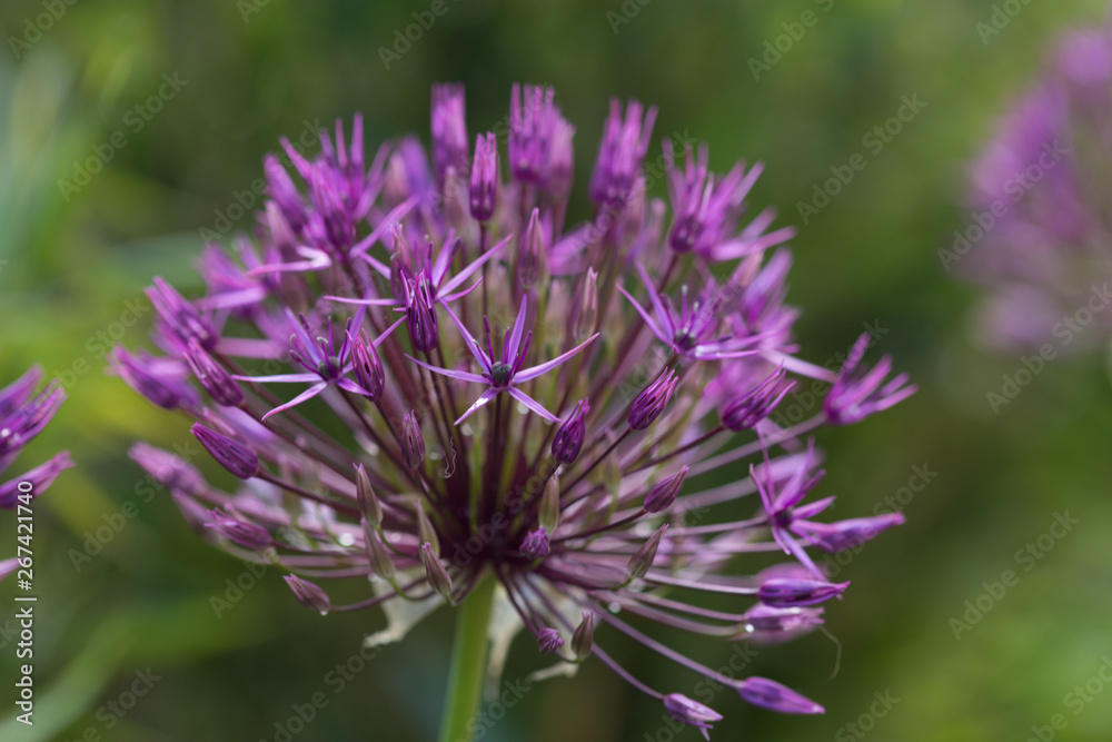 Allium senescens, Zierlauch, beginnt zu blühen Allium senescens, Zierlauch, beginnt zu blühen
