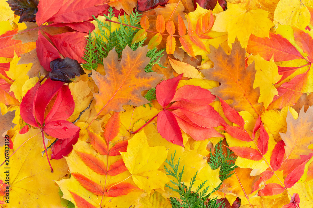 Natural fall leaves background