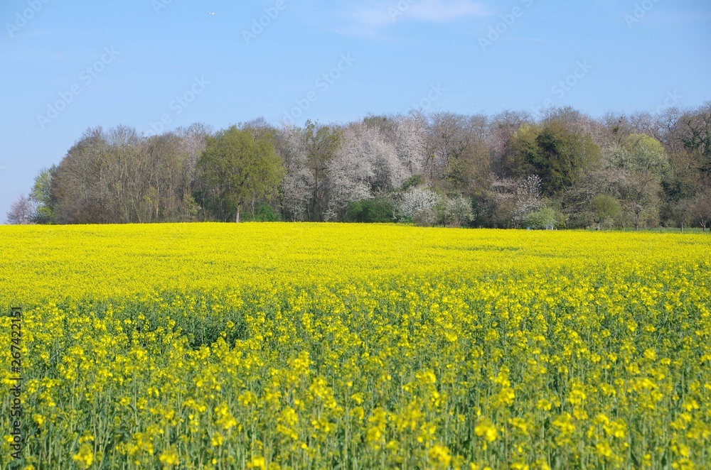 Colza field near Paris in France, Europe Colza field near Paris in France, Europe
