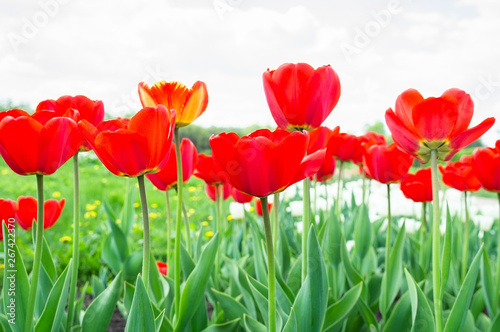 Blooming tulips in spring