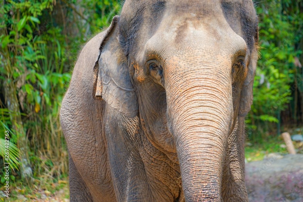 Fototapeta premium シンガポール動物園の象