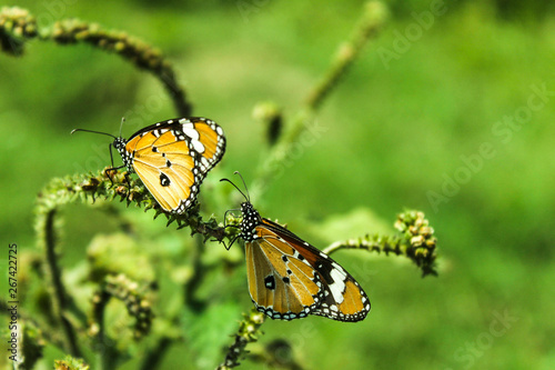 butterfly on flower © Shaikat