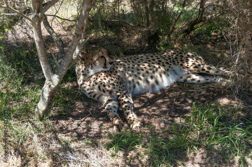 Canvas Print Cheetah wild cat lying on the ground