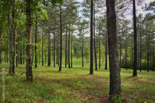  In the Pines  a wet pine grove in spring blue ridge mountains ZDS Americana Landscapes Collection