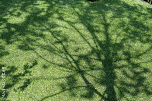 Tree shadow on green grass.