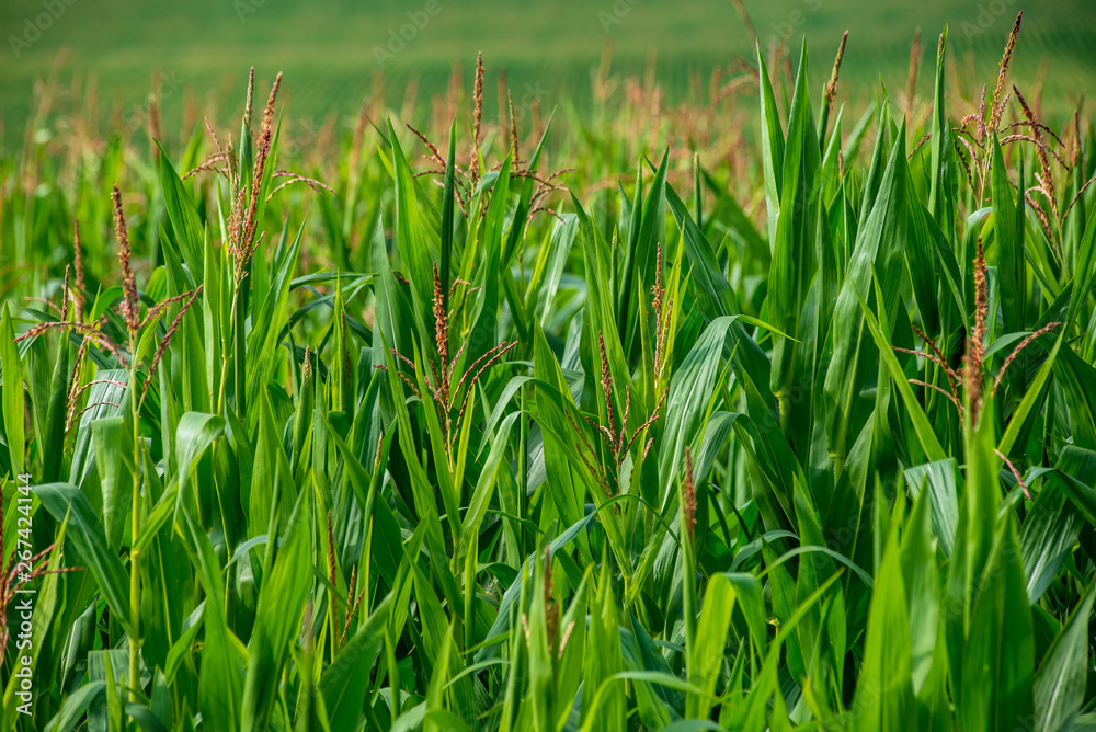 Obraz premium endless fields of corn under foggy sky with rain clouds