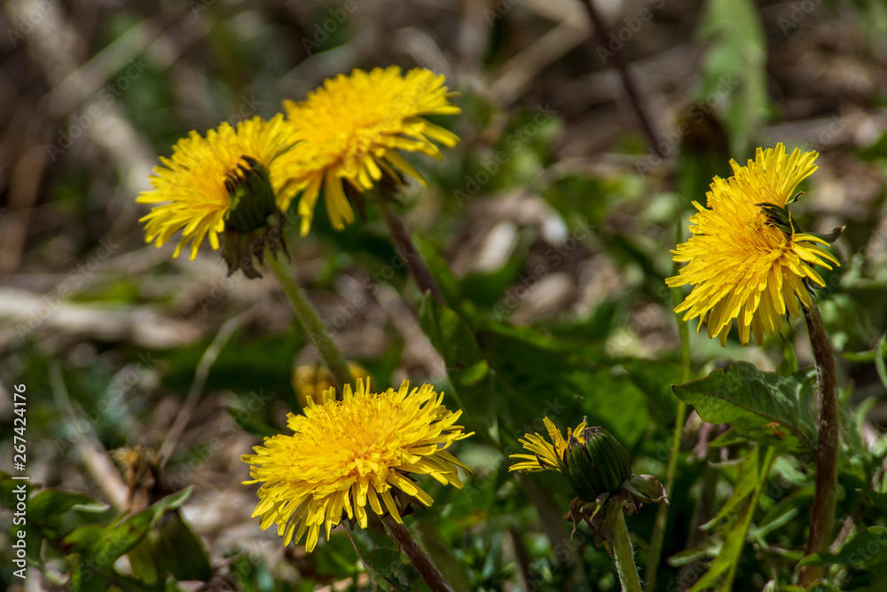 yellow dandelion flowers in green meadow yellow dandelion flowers in green meadow