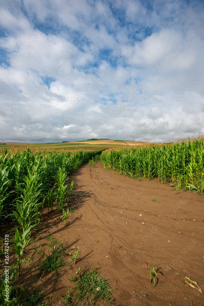 endless fields of corn under foggy sky with rain clouds