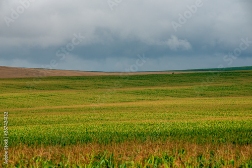 endless fields of corn under foggy sky with rain clouds