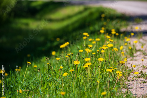 yellow dandelion flowers in green meadow