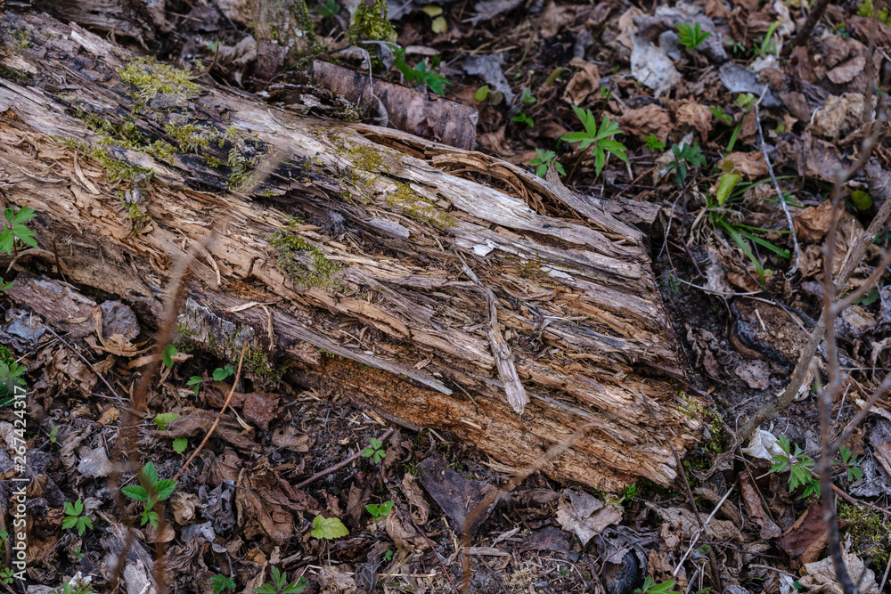 old dry tree trunks and stomps in green spring forest old dry tree trunks and stomps in green spring forest