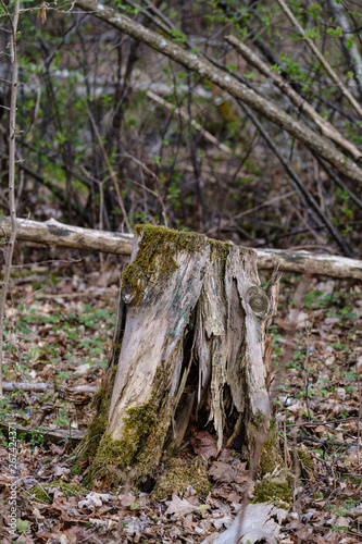 old dry tree trunks and stomps in green spring forest
