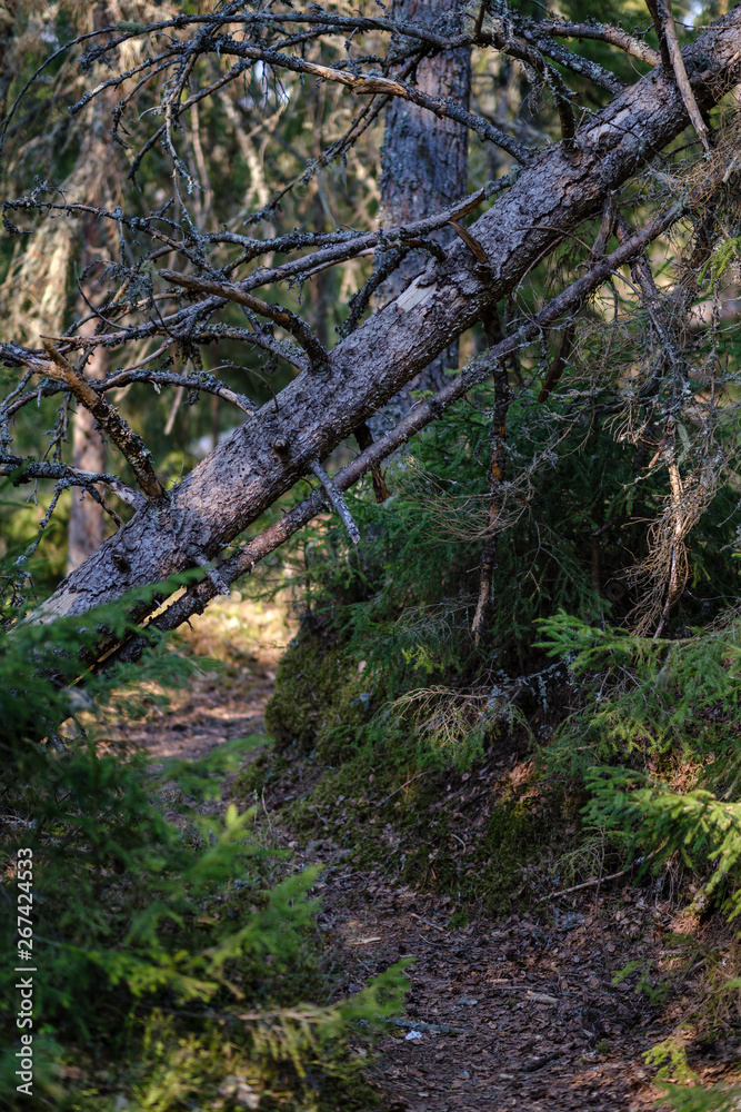 old dry tree trunks and stomps in green spring forest