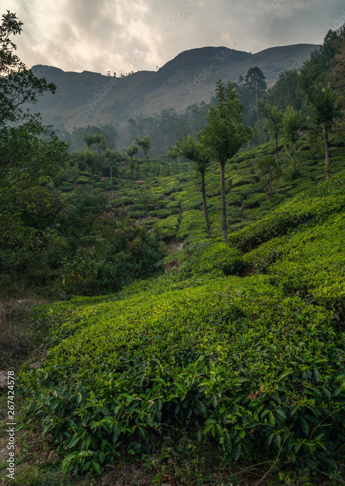 Obraz premium munnar tea plantation at sunset kerala india green vertical