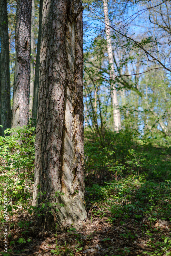 pine tree trunks in forest with old markings under the bark pine tree trunks in forest with old markings under the bark