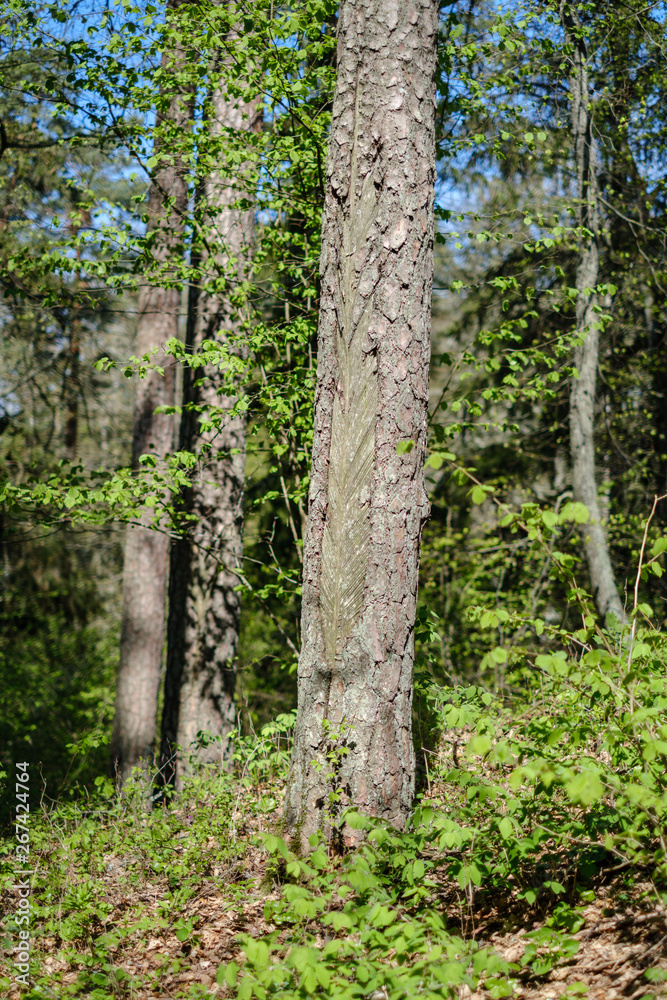 pine tree trunks in forest with old markings under the bark pine tree trunks in forest with old markings under the bark
