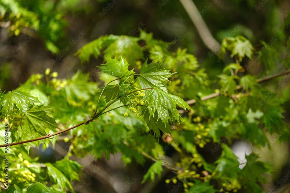 young fresh green mapple tree leaf on blue sky background young fresh green mapple tree leaf on blue sky background