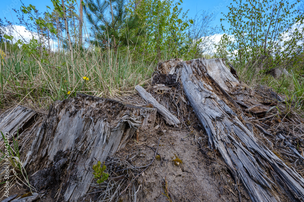 old dry tree trunks and stomps in green spring forest old dry tree trunks and stomps in green spring forest