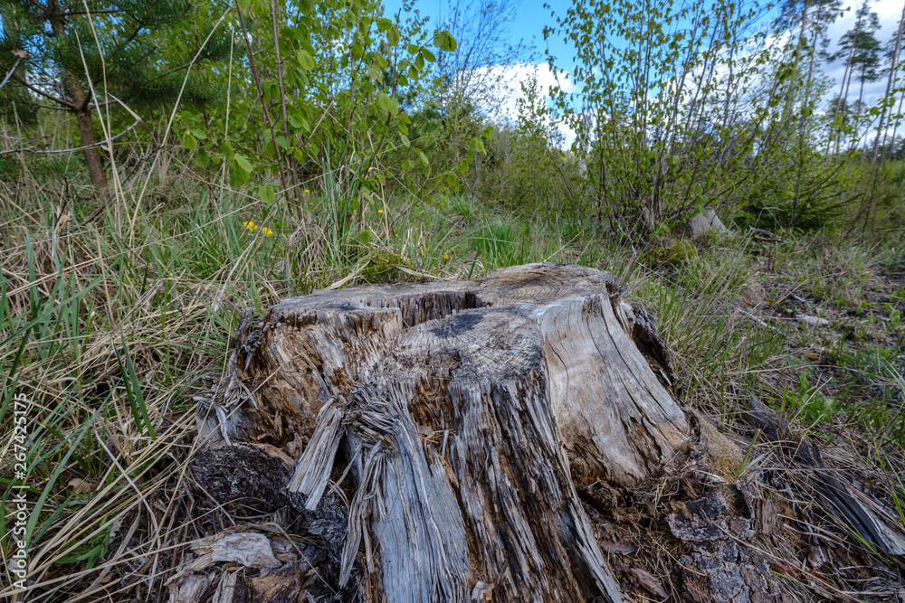 old dry tree trunks and stomps in green spring forest