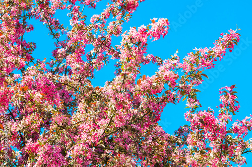 Pink flowers blossoming apple tree on blue sky background.