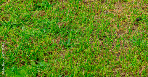 Sparse grass cover of lawn