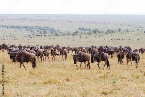 Wildebeest near the Mara River in the migration season in the Masai Mara Game Reserve in Kenya