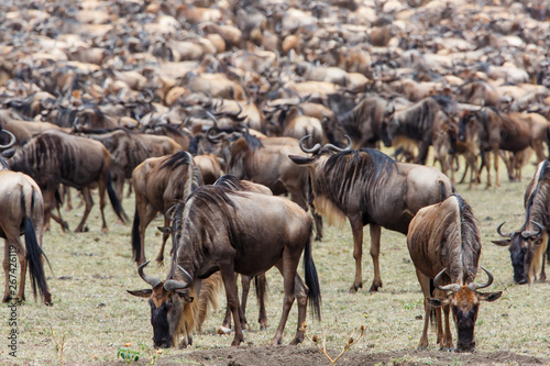 Wildebeest near the Mara River in the migration season in the Masai Mara Game Reserve in Kenya
