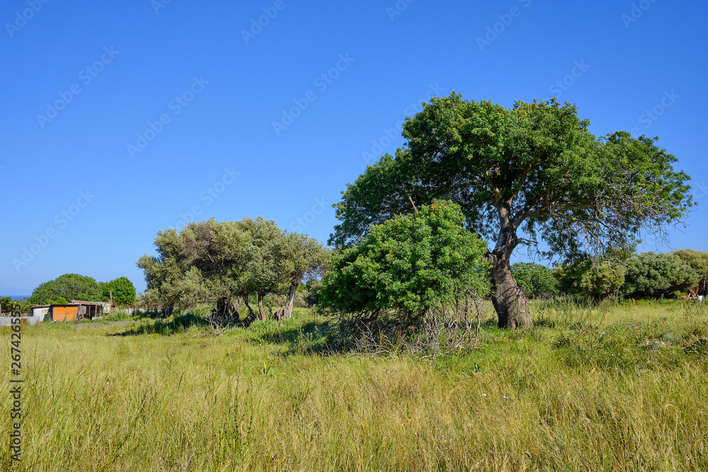 large green tree on a field with a shed on the left side and blue sky without clouds