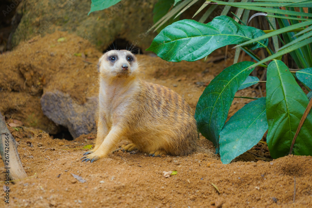 可愛いミーアキャットのイメージ StockFoto Adobe Stock