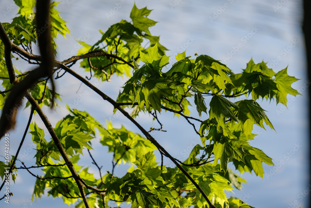 young fresh green mapple tree leaf on blue sky background