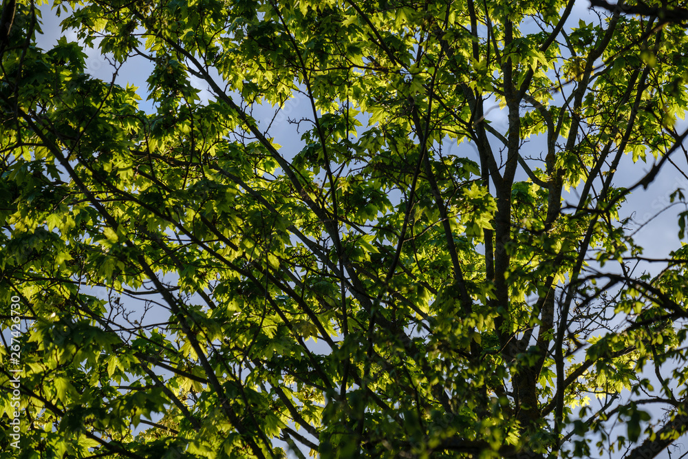Fotografie young fresh green mapple tree leaf on blue sky background