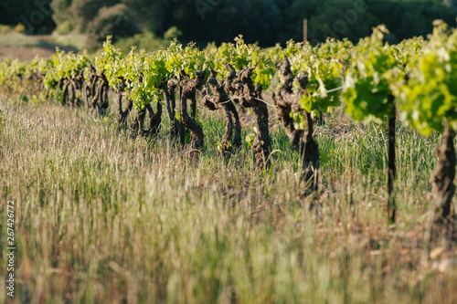 France vineyard landscape