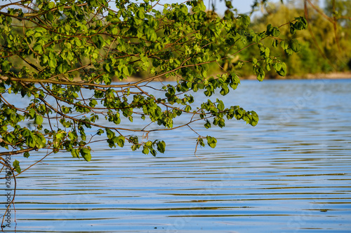 tree branches with fresh green leaves hanging low above water in river.