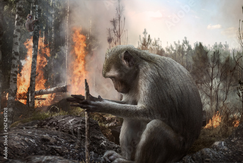 Photography Pyromaniac monkey setting fire in the forest